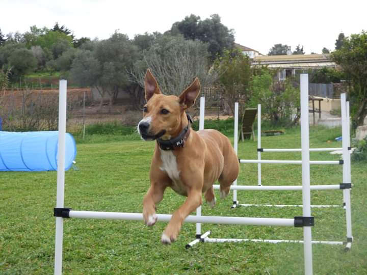 Enjoying a little agility exercise
