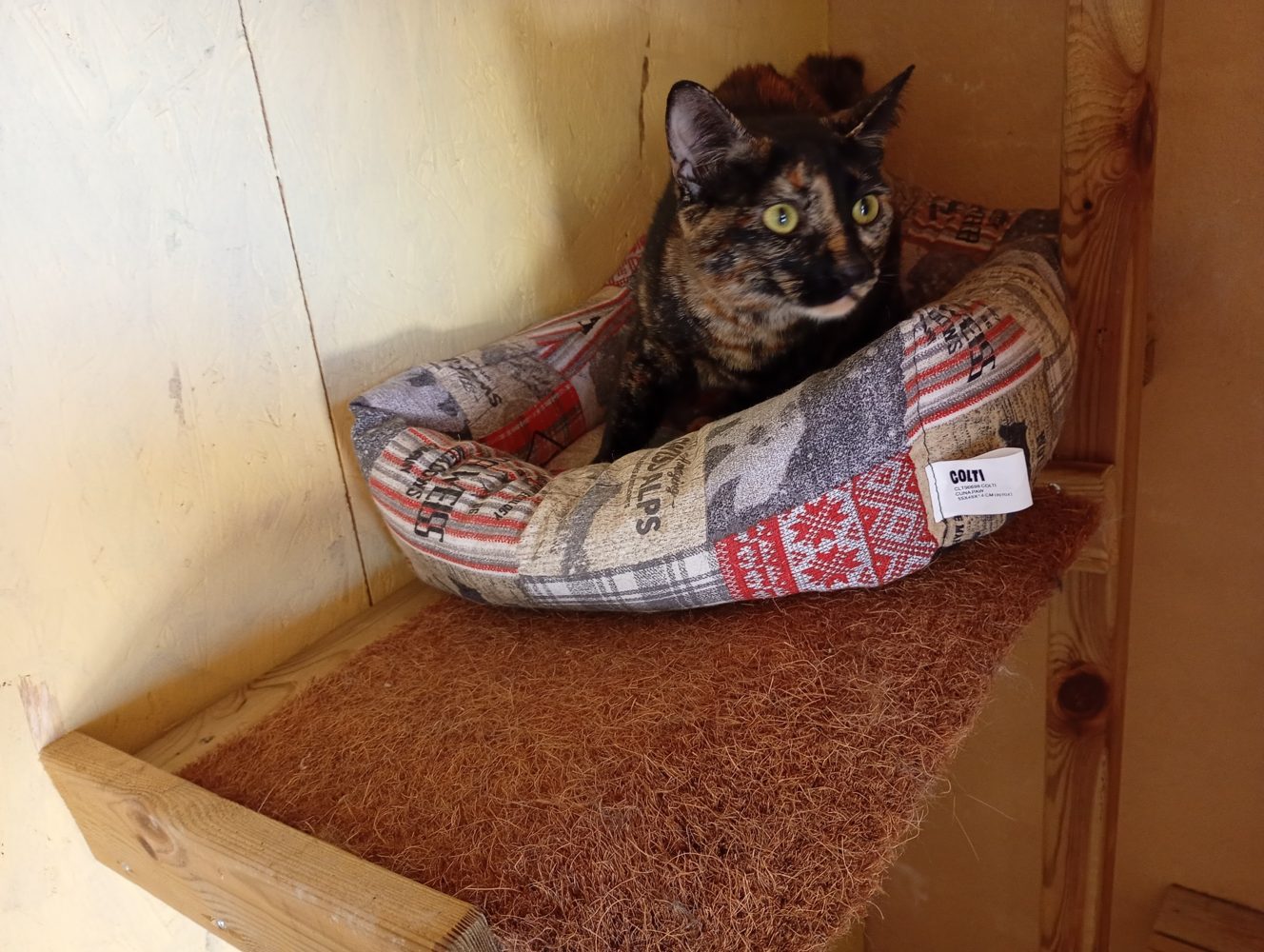 A comfortable elevated cat bed
