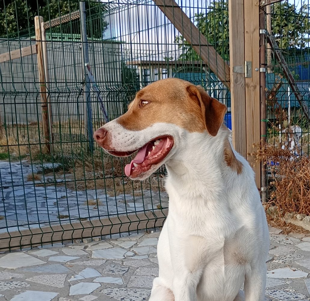 A dog enjoying the secure exercise area