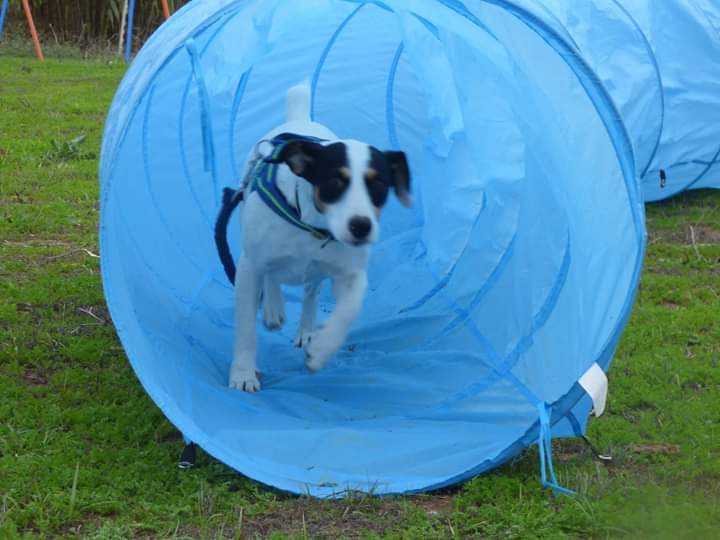 Having fun in the agility tunnel