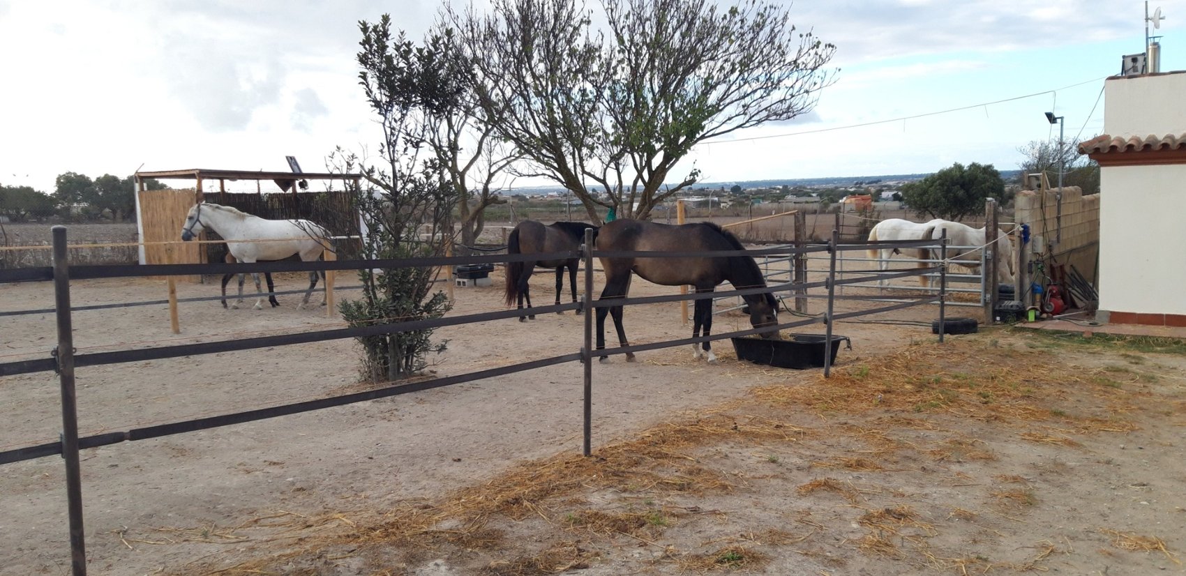Horses in the outdoor paddock accommodation