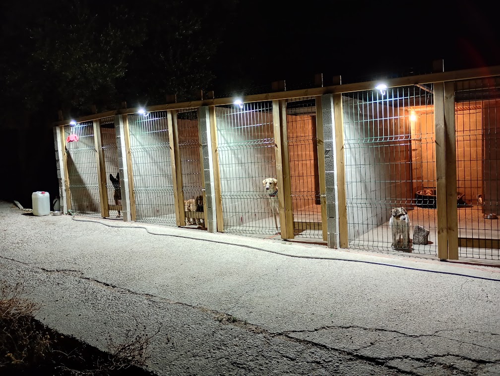 Guests in our illuminated kennels