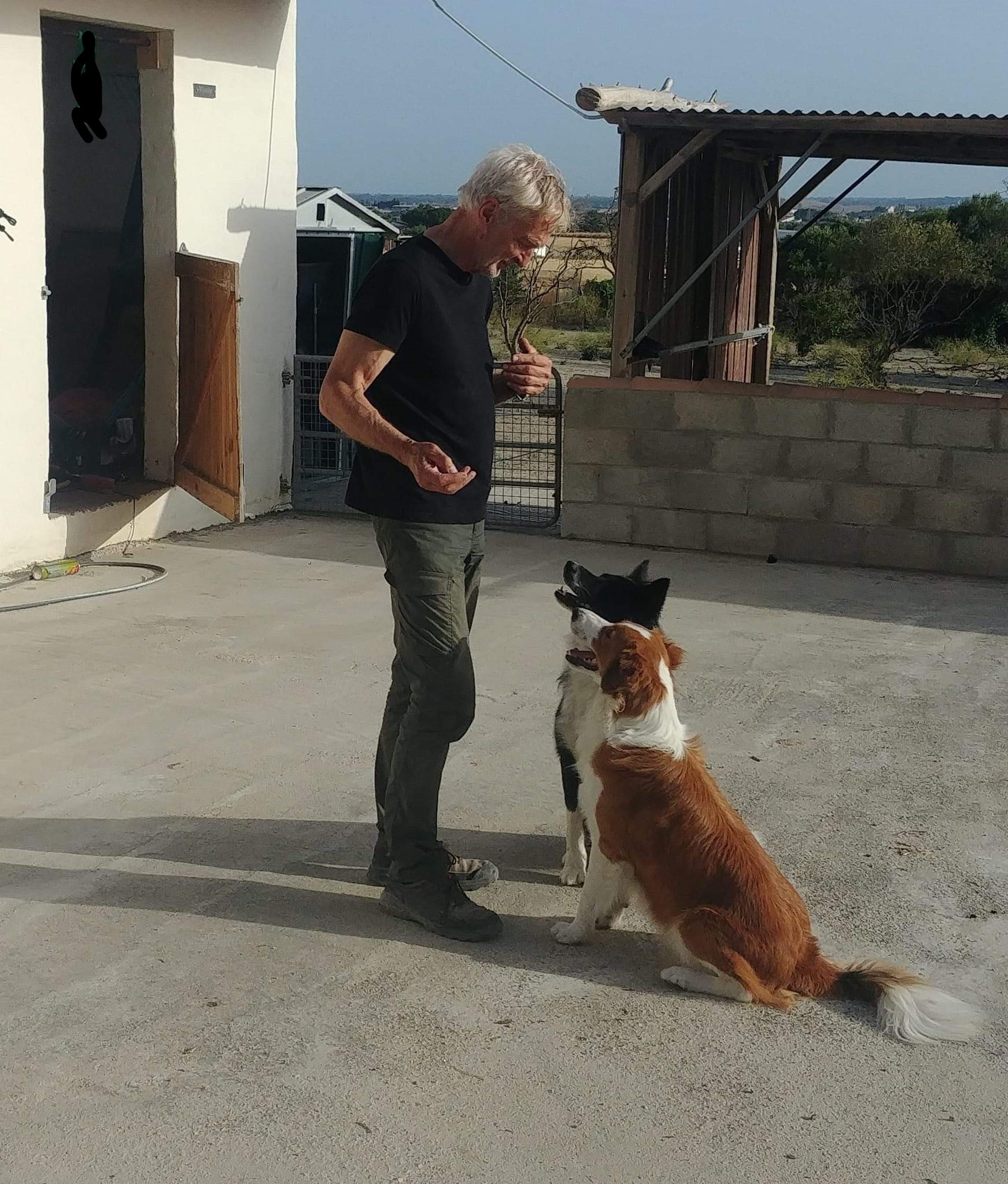 Personal attention and time with the dogs